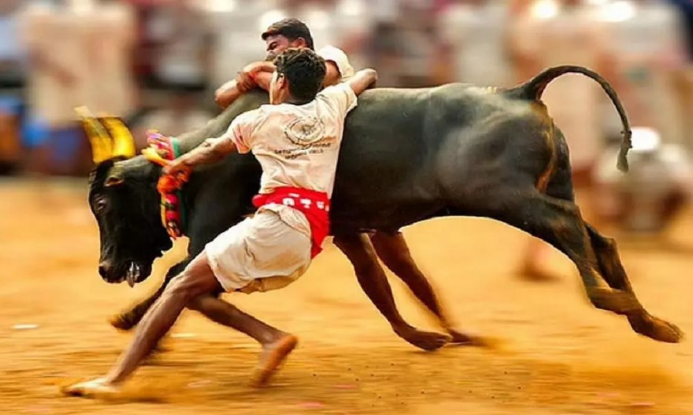 SC upholds Tamil Nadu government’s law allowing bull-taming sport ‘Jallikattu’