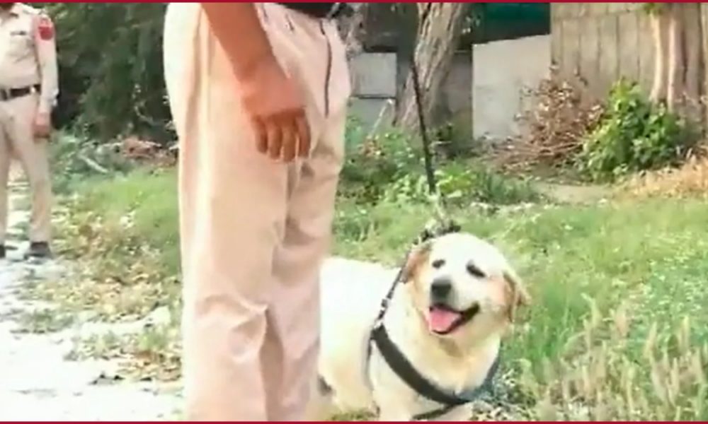 Punjab Police dog wins fight against cancer, readies for national duty again (VIDEO)