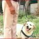 punjab police dog