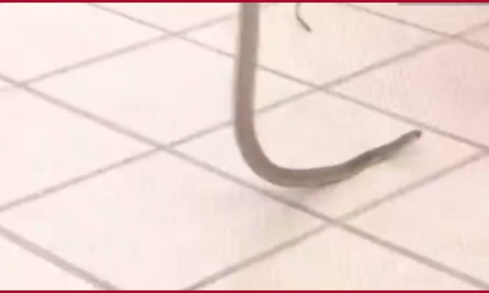 VIDEO: Snake enters BJP camp office premises in Shiggaon as vote counting progresses in Karnataka, rescued
