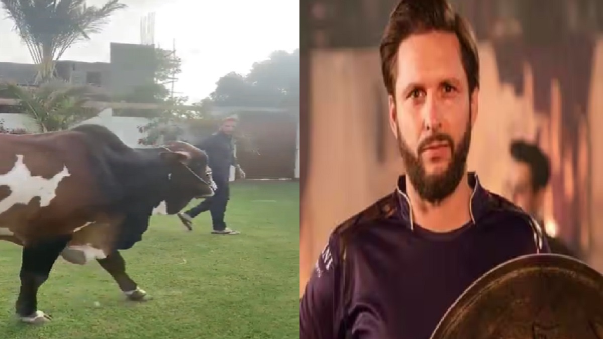 Shahid Afridi faces backlash for sharing VIDEO of bull, slated for ‘qurbani’; what netizens said