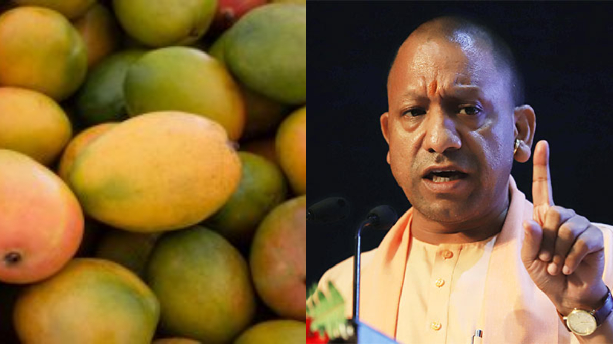 CM Yogi to flag off flight carrying GI tagged Banarasi Langda mango to Sharjah