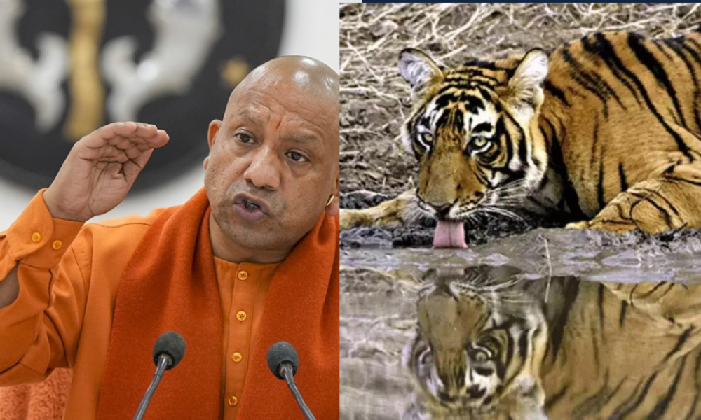 CM takes cognizance of death of tigers in Dudhwa, constitutes an inquiry committee