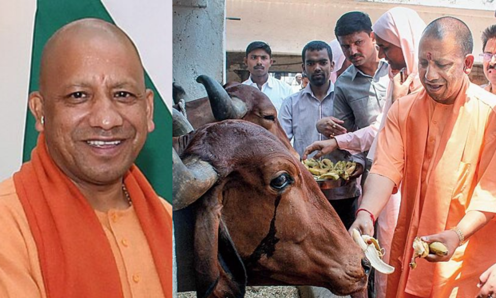 Yogi govt to maintain cow shelters through DBT