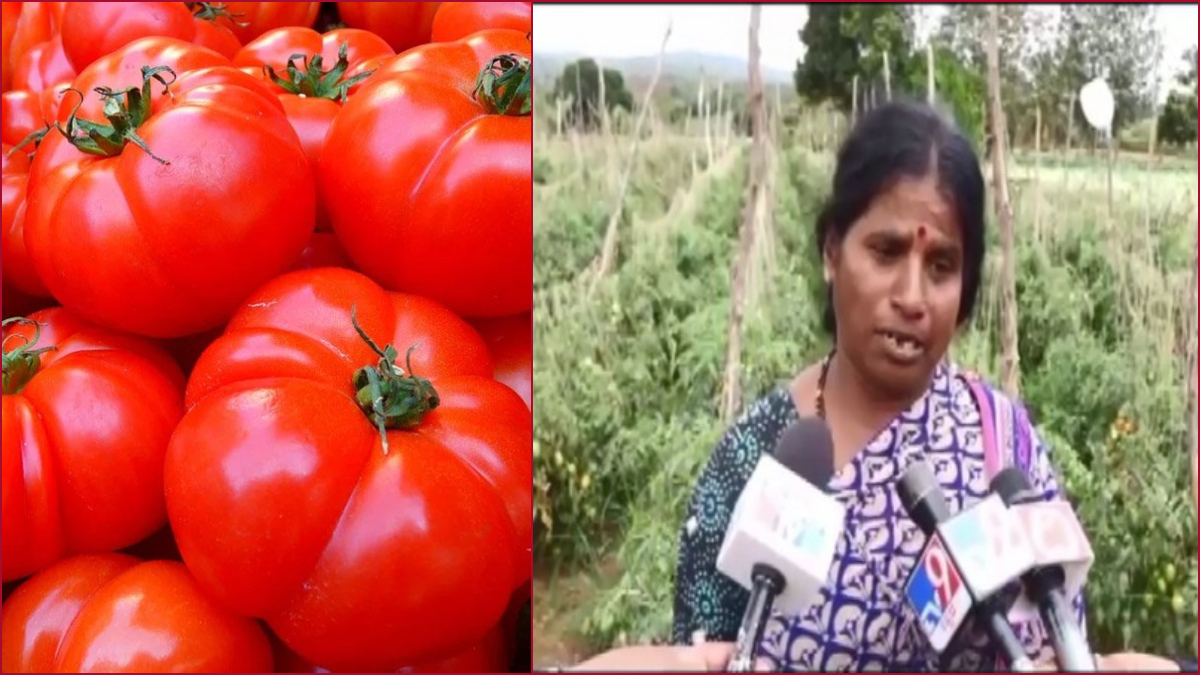 Tomatoes worth Rs 2.5 lakh stolen in Karnataka’s Hassan