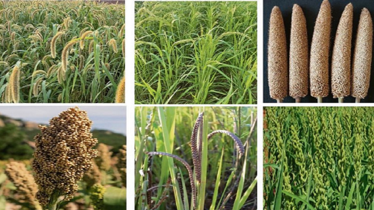 Millets: A Cornerstone of Ancient Indian Diet and Nutrition System