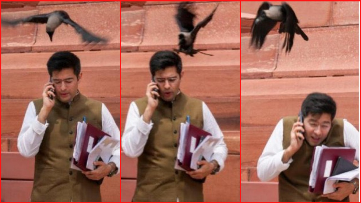 AAP’s Raghav Chadha mocked by BJP over encounter with crow outside Parliament