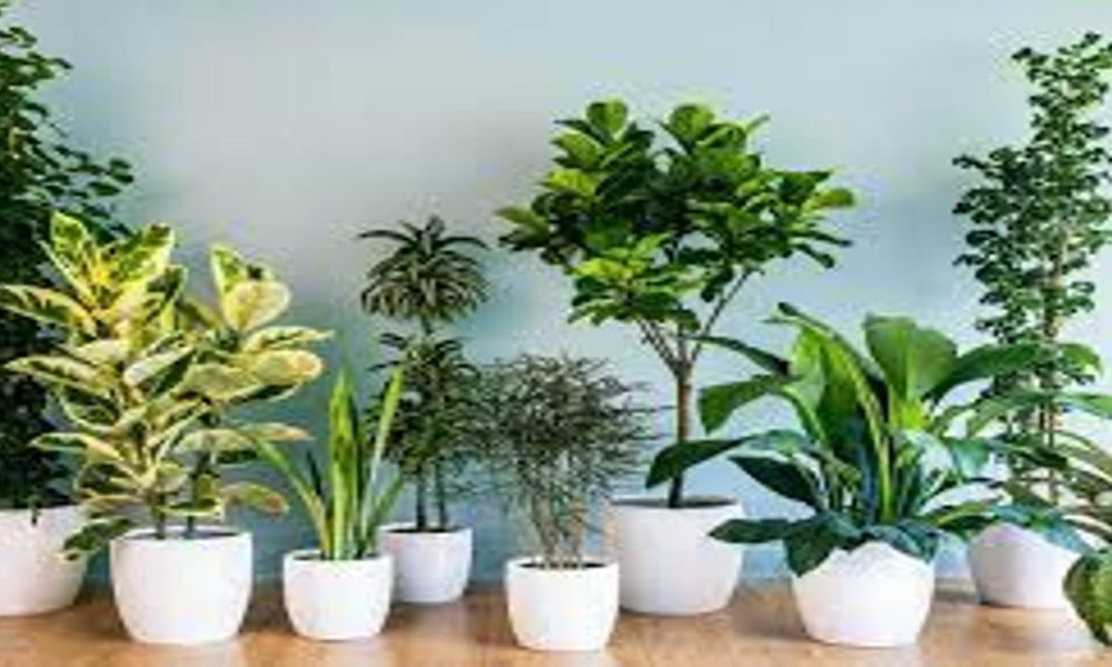 6 plants to keep in house to reduce your stress levels
