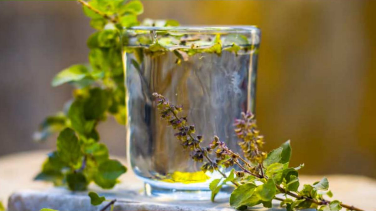 Unlock the Power of Tulsi Water: Discover the Incredible Health Benefits!