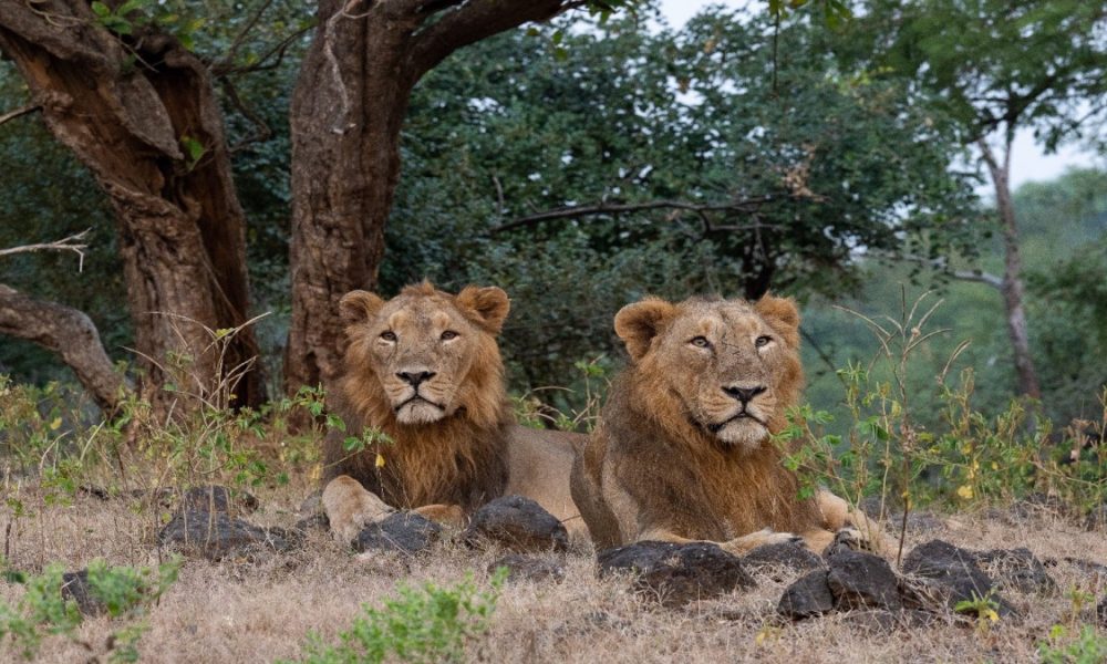 World Lion Day 2023: PM Modi lauds conservation efforts, notes steady rise in population