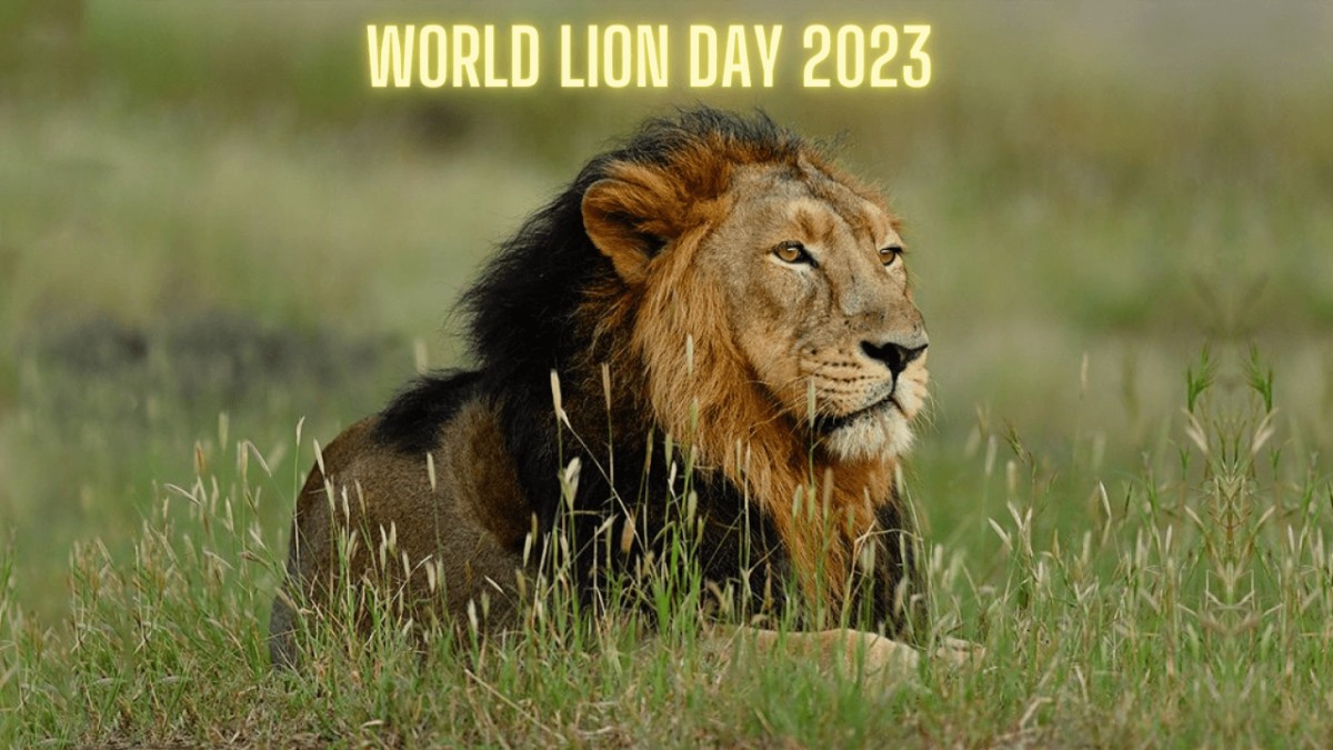 World Lion Day 2023 Know the Date, History, Significance and