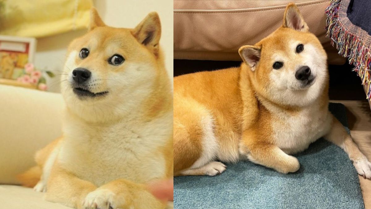 Netizens mourn as Internet’s most viral meme dog Cheems dies after battling cancer