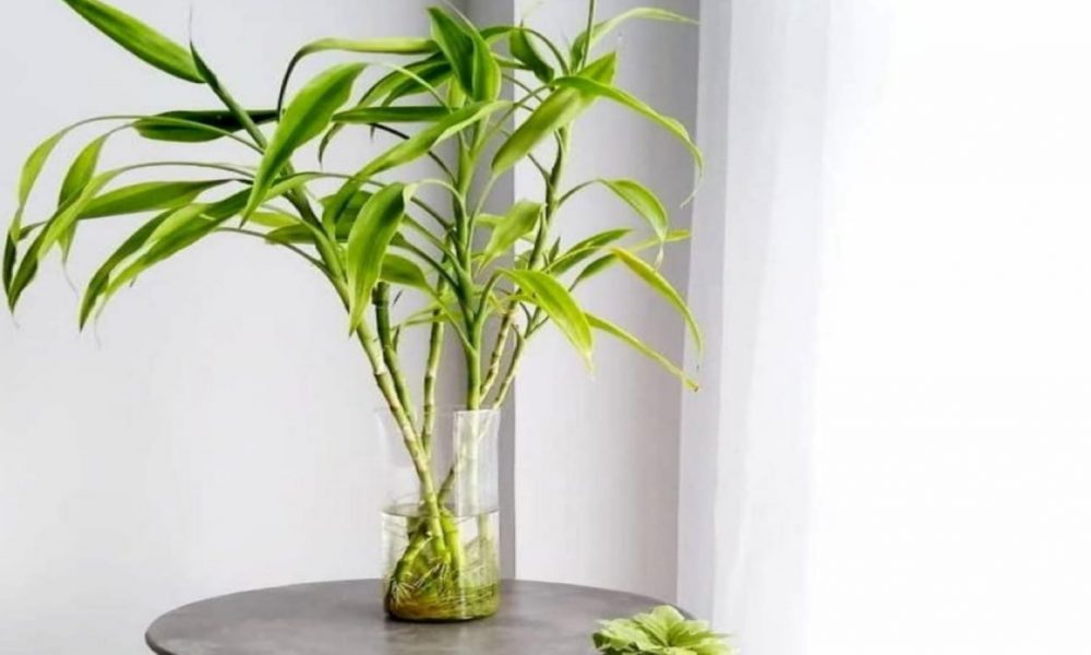 8 reasons why Lucky Bamboo is the ultimate gift for your loved ones
