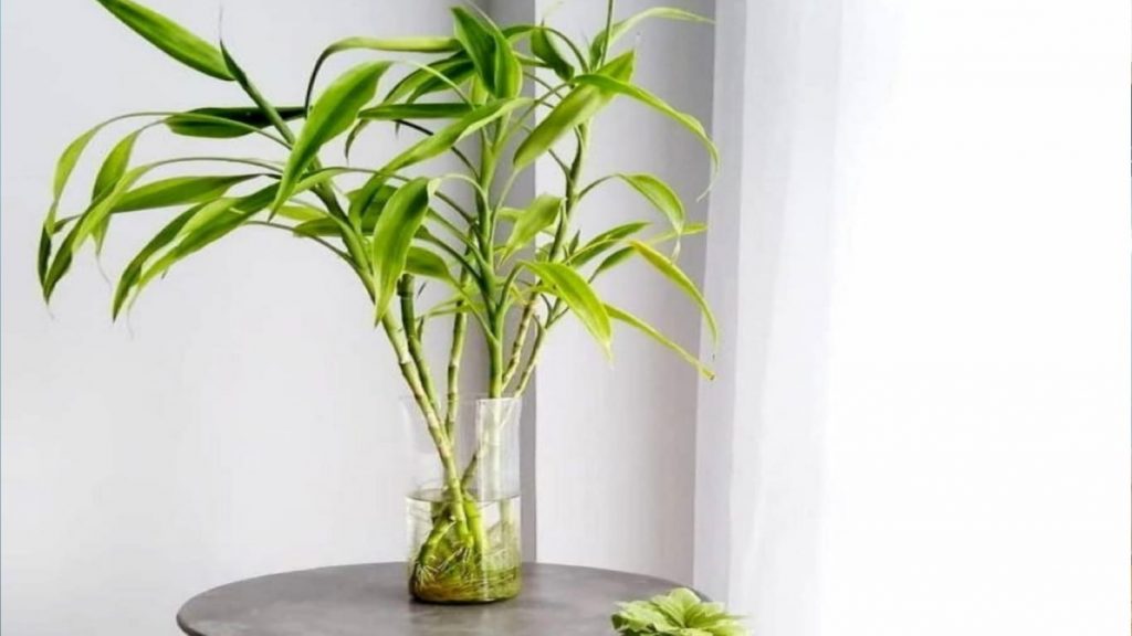 8 reasons why Lucky Bamboo is the ultimate gift for your loved ones