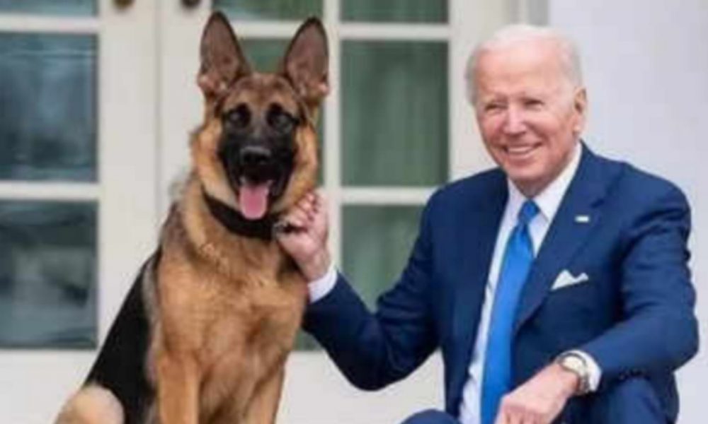 US President Biden’s dog ‘Commander’ bites Secret Service agent, 11th attack by First Dog