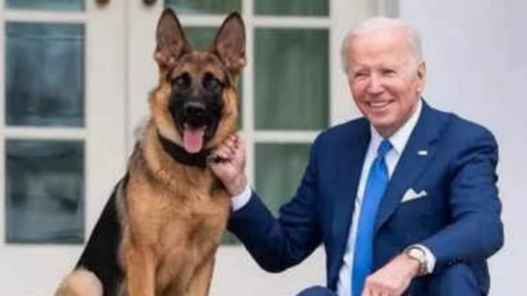 US President Biden's dog 'Commander' bites Secret Service agent, 11th attack by First Dog