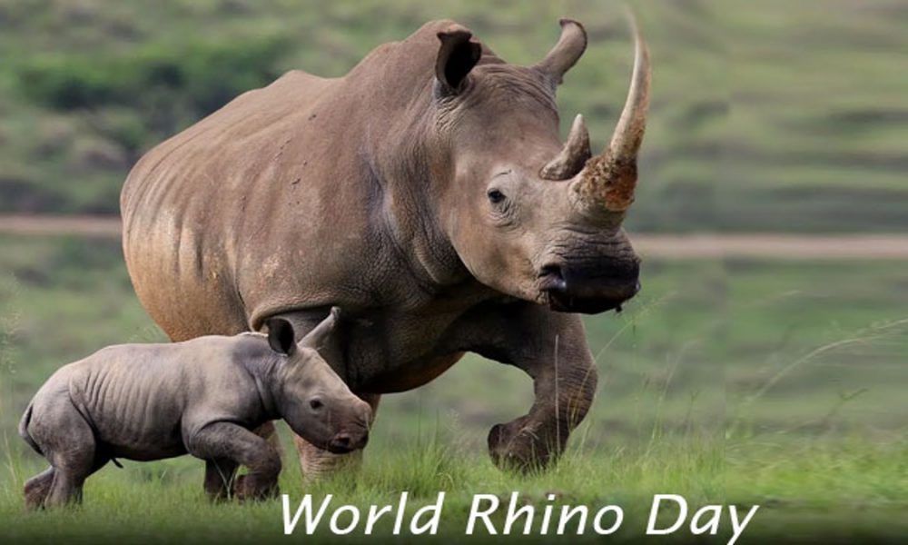 World Rhino Day 2023: Date, history, significance, and more to know