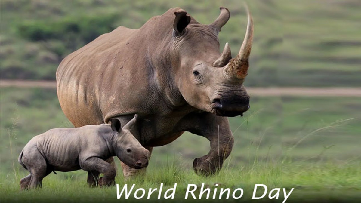World Rhino Day 2023: Date, history, significance, and more to know