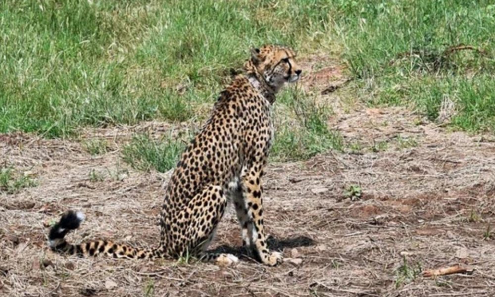 No cheetah in Kuno National Park died due to radio collars: Project Cheetah chief SP Yadav