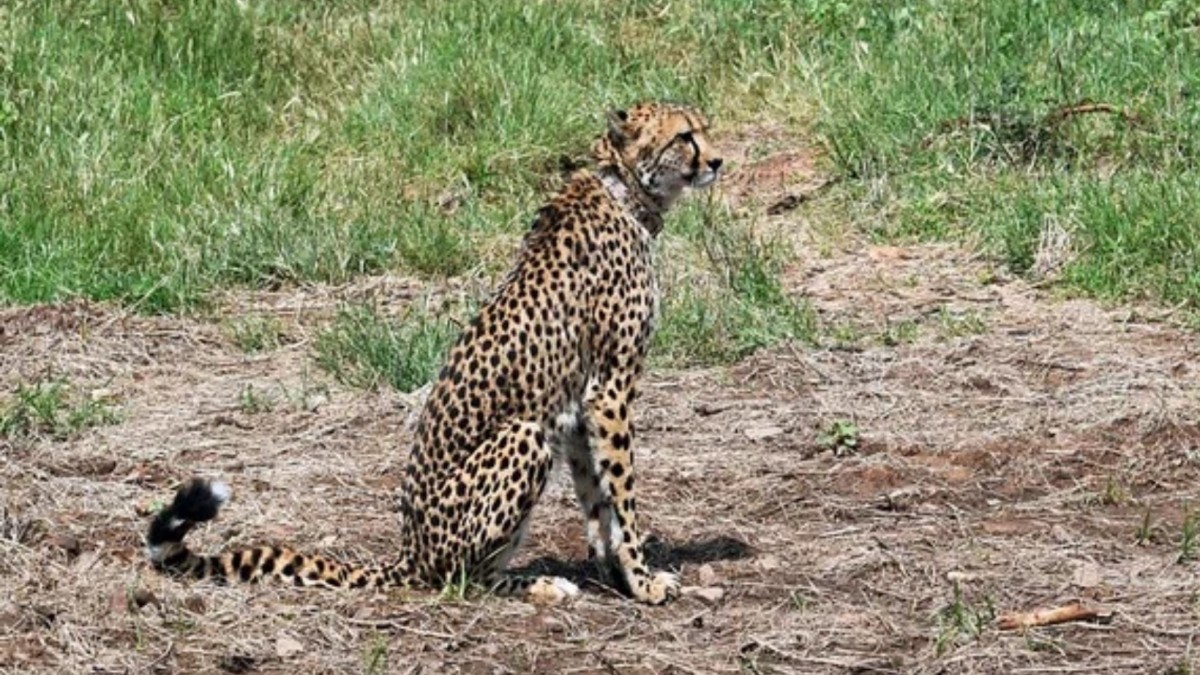 No cheetah in Kuno National Park died due to radio collars: Project Cheetah chief SP Yadav