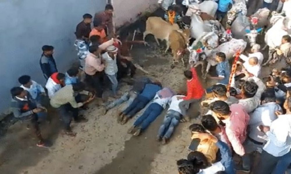 Blessings amid joy in Madhya Pradesh: Cows walk over devotees in unique Diwali tradition