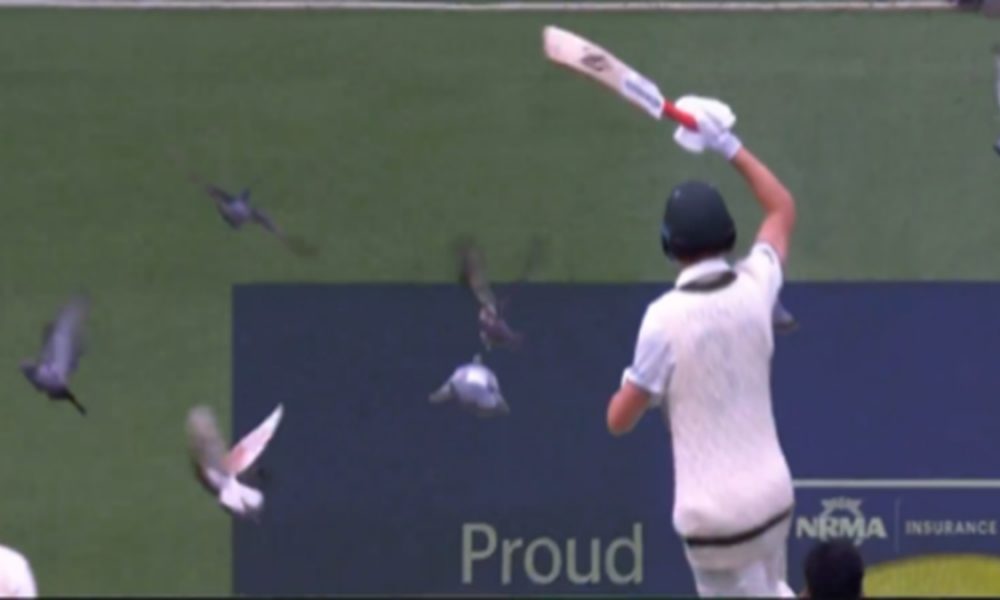 Pigeon menace in Aus-Pak test match, players seen shooing the birds away; audience in splits (VIDEO)
