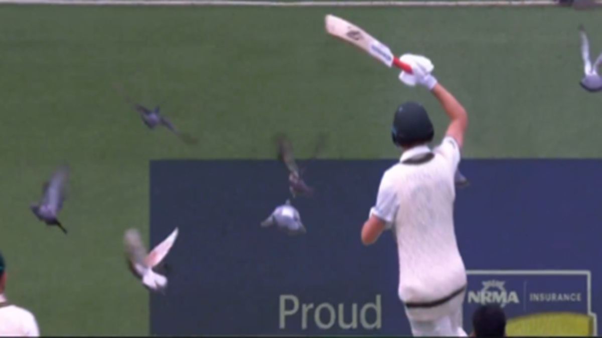 Pigeon menace in Aus-Pak test match, players seen shooing the birds away; audience in splits (VIDEO)