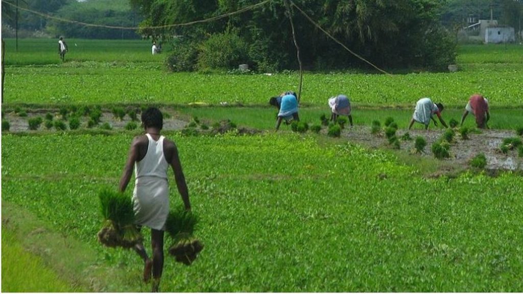 Zero Budget Natural farming