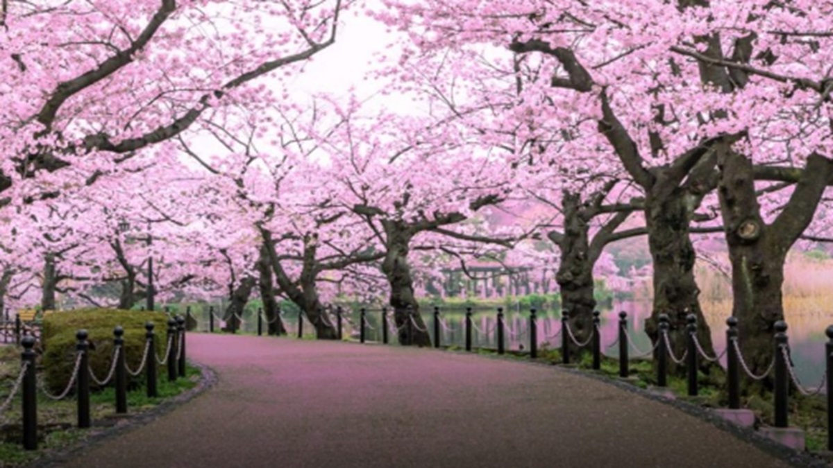 Cherry blossom--