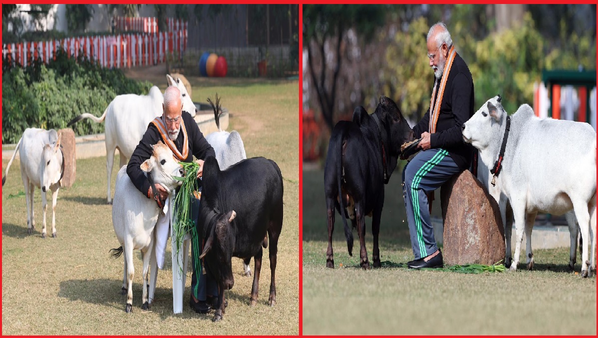 PM Modi -- cows