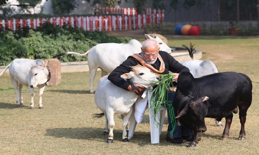PM Modi feeds cows at his residence on Makar Sankranti