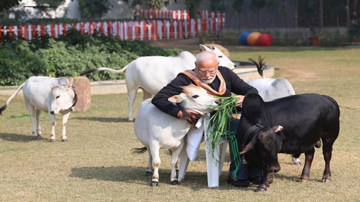 PM Modi feeds cows at his residence on Makar Sankranti