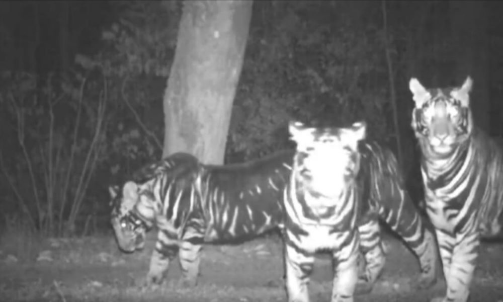 Watch: Extremely rare Black Tigers spotted roaming in Odisha Forest, video viral