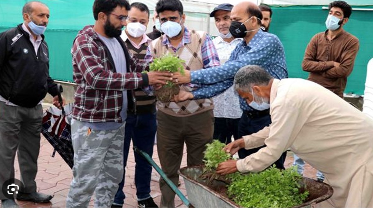J&K Govt starts saplings sale for kitchen garden lovers