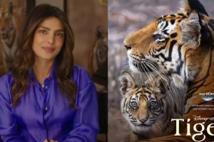 Tiger OTT Release Date: Watch Priyanka Chopra Jonas as the narrator of this documentary unveiling the planet’s most charismatic animal