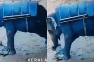 Viral: Angry Elephant brutally tramples man to death at Kerala’s Safari Centre, Terrifying Video surfaces