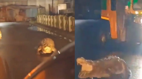 Viral video: Crocodile spotted on roads of Maharashtra, netizen says, “Trauma for the animal…”