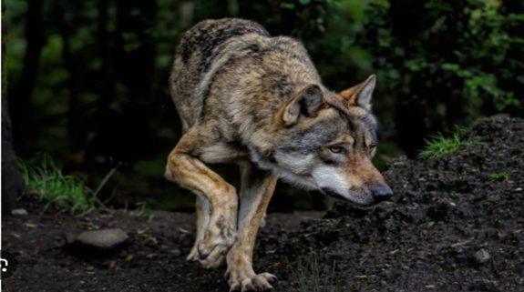 Uttar Pradesh: Two more women injured as wolf menace continues in Bahraich